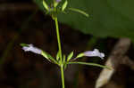 Ozark calamint